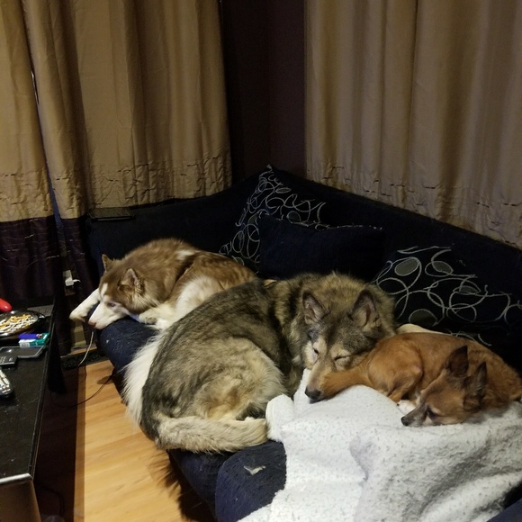 ๐บ Pet friendly closet ๐บ - Picture 3 of 3